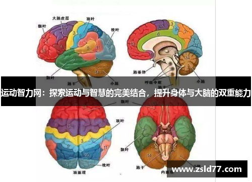 运动智力网：探索运动与智慧的完美结合，提升身体与大脑的双重能力